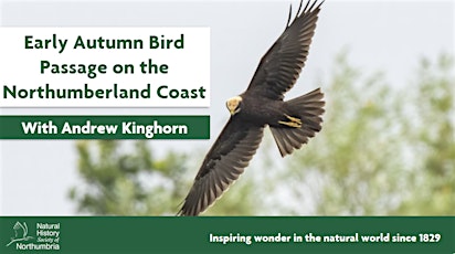 Early Autumn Bird Passage on the Northumberland Coast