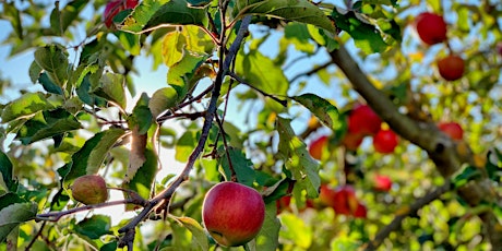Orchard Maintenance - online workshop