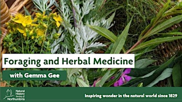 Imagem principal do evento Introduction to Foraging and Herbal Medicine