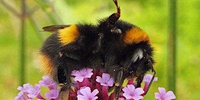 Imagem principal de Bumblebee Champion Induction!
