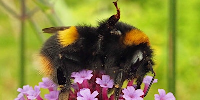 Bumblebee Champion Induction! primary image