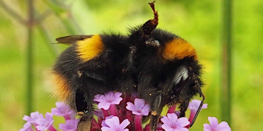 Image principale de Bumblebee Champion Induction!