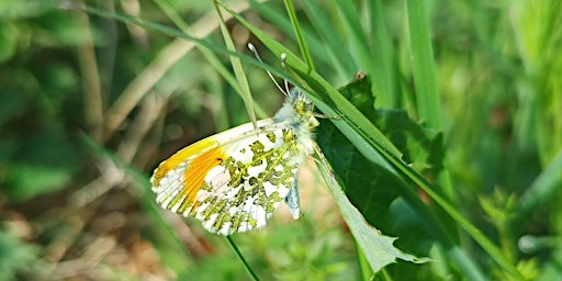 Hauptbild für Rewilding Denmarkfield Bee and Butterfly Safari