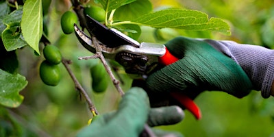 Learn summer fruit tree pruning primary image