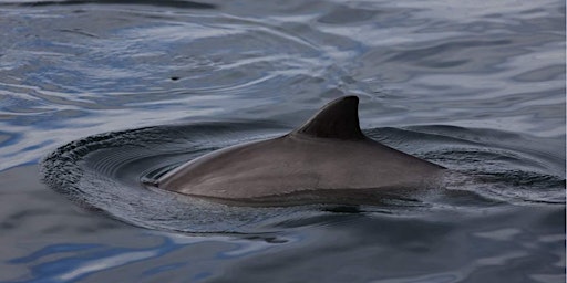 Marine Fest - Fins & Flukes: Whale and Dolphin Watching around Scotland  primärbild