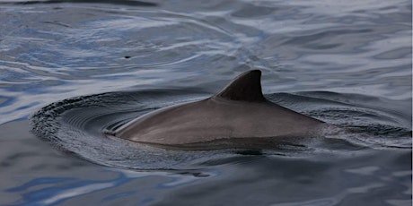 Marine Fest - Fins & Flukes: Whale and Dolphin Watching around Scotland