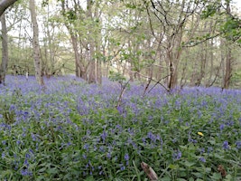 Hauptbild für Spring Wellbeing Walk at Trosley Country Park