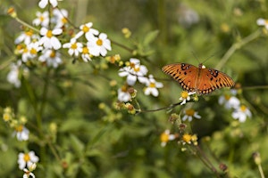 Imagen principal de 9-28-2024  Pollinators