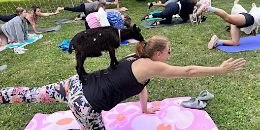 Imagem principal do evento More Goat Yoga