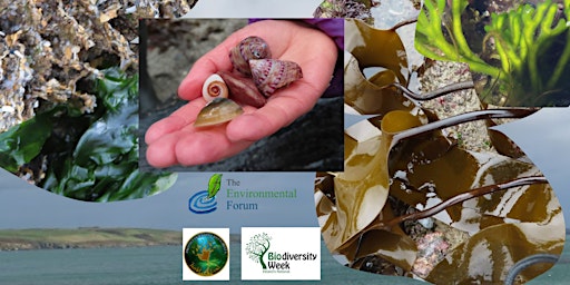 Between the Tides: Rockpool & Seashore Exploration primary image