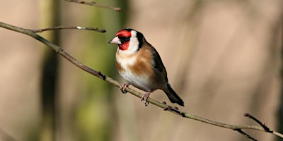 Hauptbild für Rewilding Denmarkfield Bird Safari