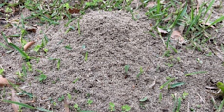 Fire Ant Management for Pastures and Landscapes