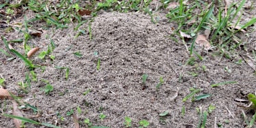 Primaire afbeelding van Fire Ant Management for Pastures and Landscapes