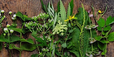 Herbal Landscaping for your Health and Environment primary image
