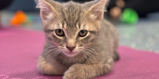 May Kitten Meditation to Benefit the AWLA  primärbild