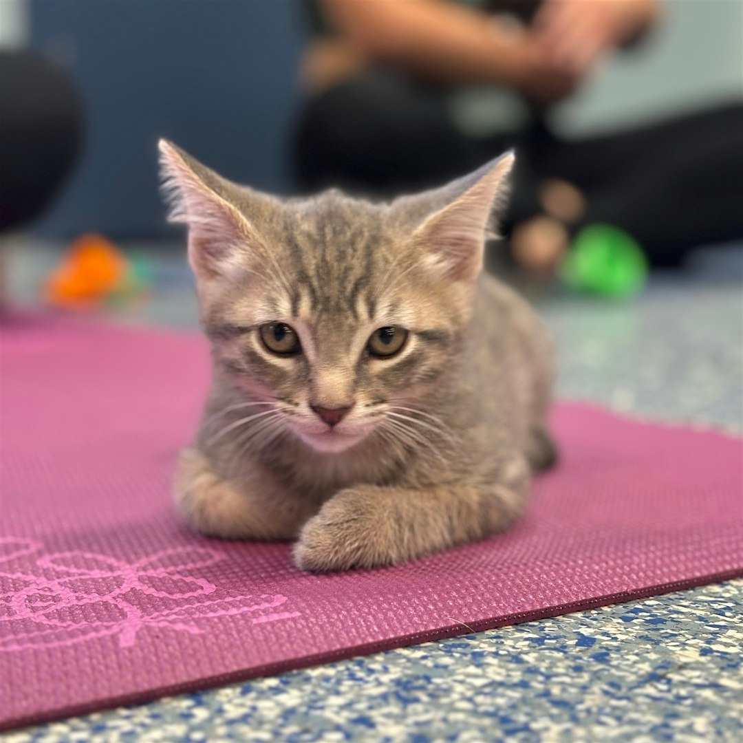 May Kitten Meditation to Benefit the AWLA