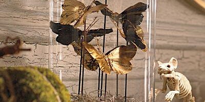 Butterfly Cloche Display