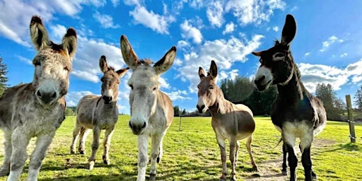 Imagem principal de PDX Wanderful Women in Travel: June Meetup at the Oregon Donkey Sanctuary