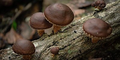 Image principale de Outdoor Mushroom Farming Series - Part 1: Log Inoculation, The Basics