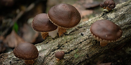 Imagem principal do evento Outdoor Mushroom Farming Series - Part 1: Log Inoculation, The Basics