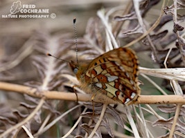 Primaire afbeelding van Rare Butterfly and Moth Workshop