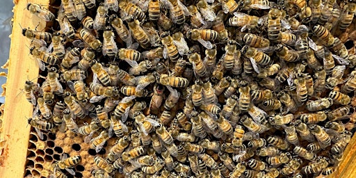 Hauptbild für Family-friendly beekeeping introduction with TBKA