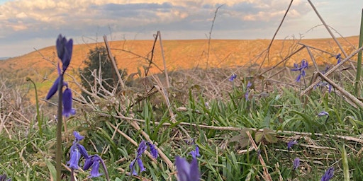 Imagem principal de Twilight Dartmoor Ecology Walk