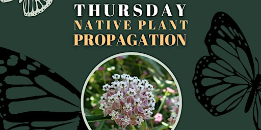 Immagine principale di Native Plant Propagation Thursdays - Volunteer Nursery Event 