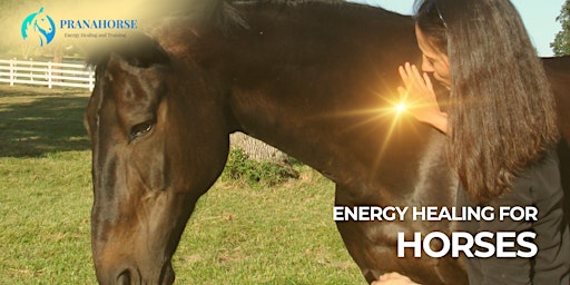 Primaire afbeelding van [in person] Energy Healing for Horses