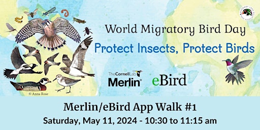 Imagem principal do evento BLPA- Guided Walk using the Merlin and eBird apps #1