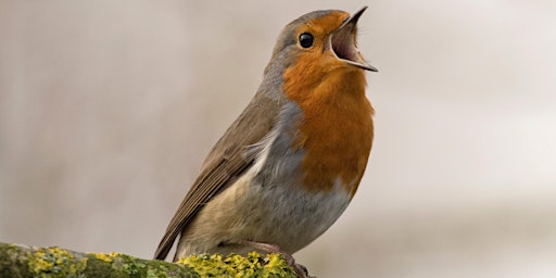 Dawn Chorus - Let` s Nature be heard! A morning exploration  (free program) primary image