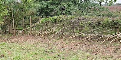 Immagine principale di Hedge weeding at Landican 