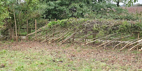 Hedge weeding at Landican