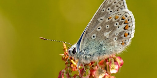 Image principale de Butterfly Walk & Talk