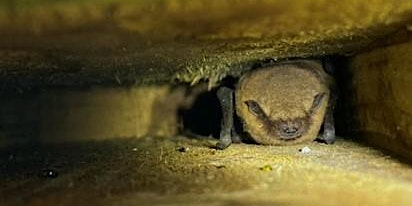 Immagine principale di Guided Bat Walk at Cosmeston Lakes 
