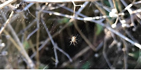 Spider Survey at Regent's Park primary image