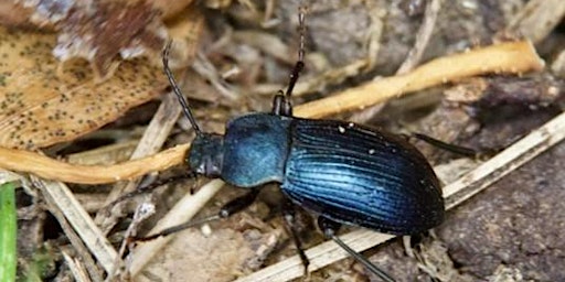 Image principale de Hunt for the Darkling Beetle