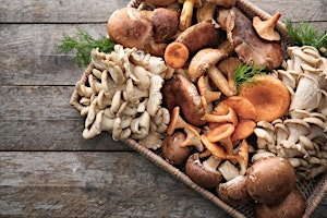 Image principale de Mushroom Workshop