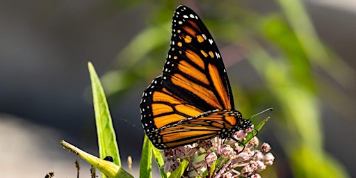 Marvelous Monarchs with Michelle Garrett primary image