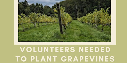 Volunteers Needed To Plant Grapevines! primary image