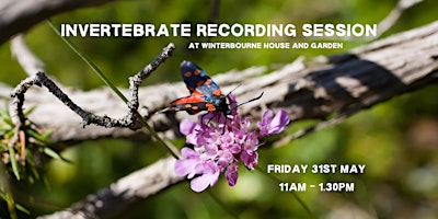 Imagem principal do evento Invertebrate Survey at Winterbourne House and Garden