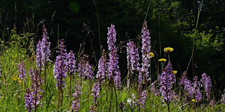 Discover orchids and other wildlife at Aston Clinton Ragpits - Sunday 23 June
