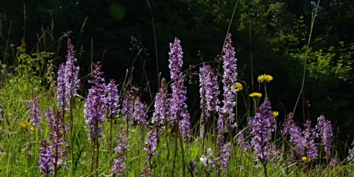 Primaire afbeelding van Discover orchids and other wildlife at Aston Clinton Ragpits - Sunday 23 June