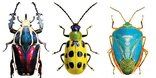 Beautiful Beetles Painting | Brenda Dwyer, instructor primary image