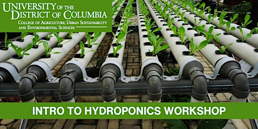 Introduction to Hydroponics Workshop - The Basics of Hydroponics primary image
