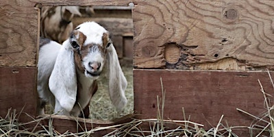 Goat Kid Cuddles and Chaos  primärbild