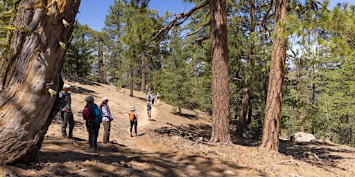 Imagem principal do evento Guided Nature Hike on Pine Mountain