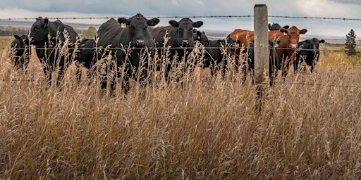 Market, Climate, Health: Cattle Update Webinar Series [MC-03386-01] primary image