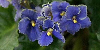 6-19-2024  African Violets primary image