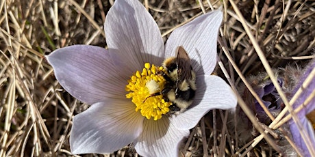 The Impact of Urbanization on Plant-Pollinator Relationships